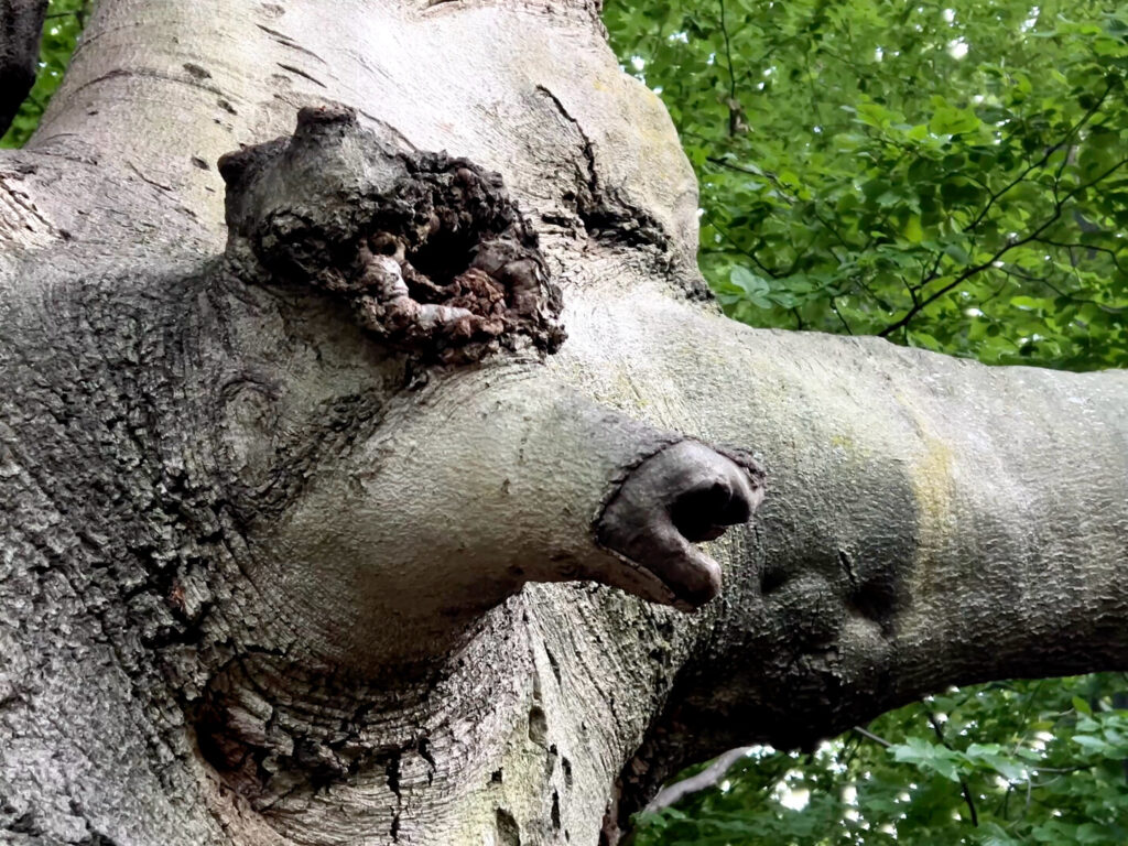 amazing beeches copy